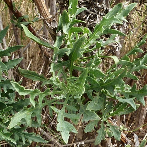 Cheirolophus intybaceus