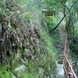 龍巖山國家森林公園(龍巖山) 龍巖山國家森林公園(龍巖山)
