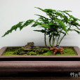 矮生文竹 矮生文竹