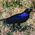 巨麗椋鳥 巨麗椋鳥