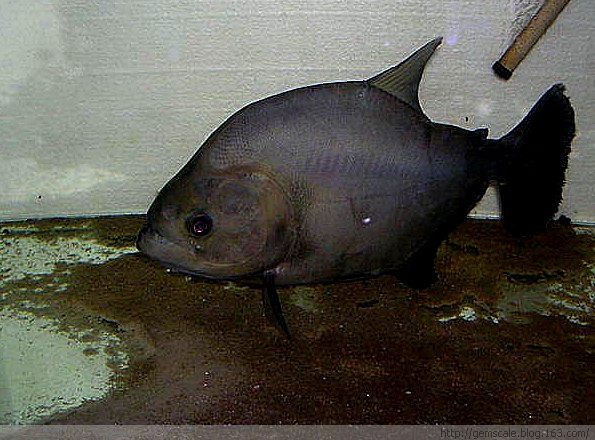 黑色食人魚
