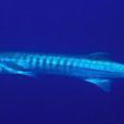 Barracuda(一種長梭魚) Barracuda(一種長梭魚)