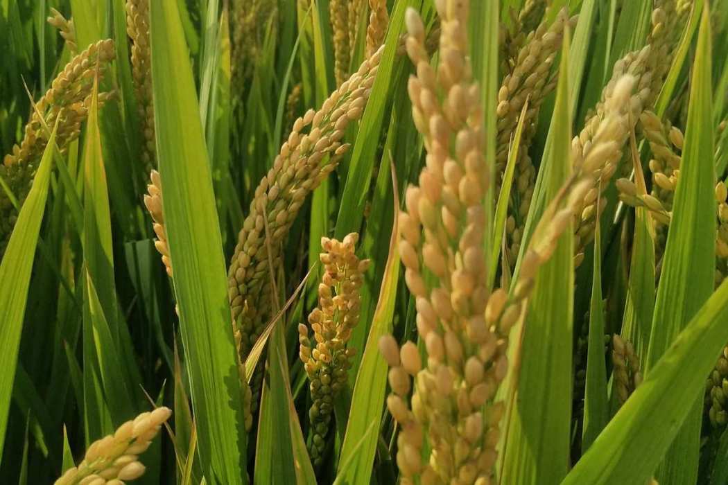 泰激2號選6 泰激2號選6