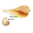 大枇杷螺 大枇杷螺