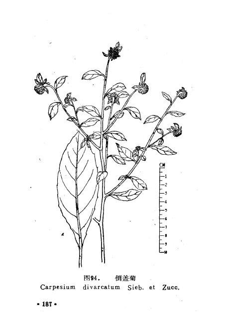 倒蓋菊 倒蓋菊