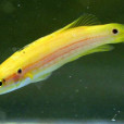 雙斑菩提魚 雙斑菩提魚