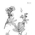 沼委陵菜屬 沼委陵菜屬