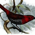 朱胸斑雀 朱胸斑雀
