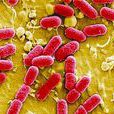 大腸桿菌(E.coli)