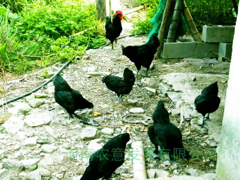 黑鳳雞養殖