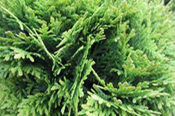 Thuja occidentalis \x27Danica\x27 Thuja occidentalis \x27Danica\x27