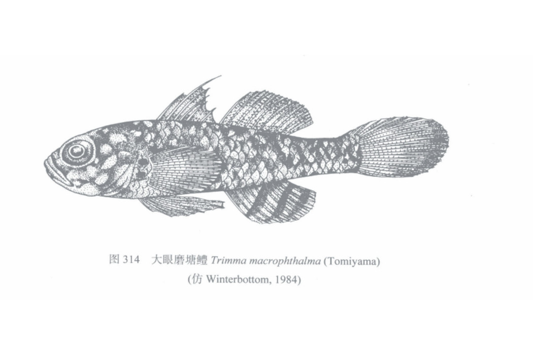 大眼磨塘鱧 大眼磨塘鱧
