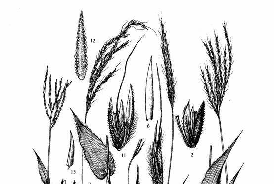 光脊藎草 光脊藎草