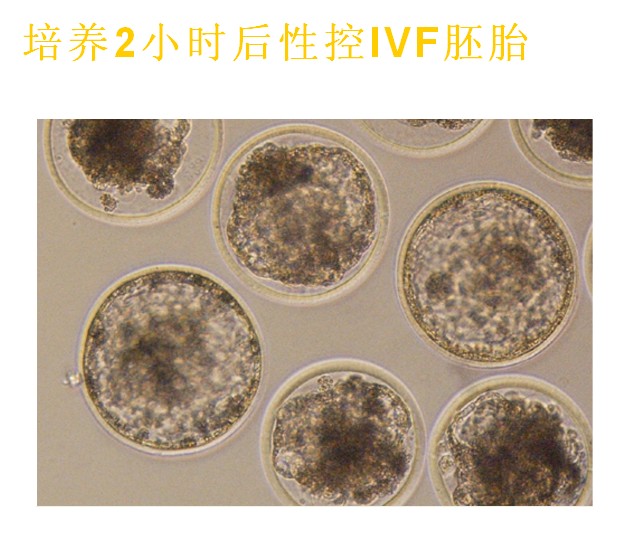 培養2h後性控ivf胚胎