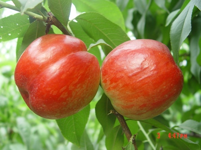 紅芒果油桃