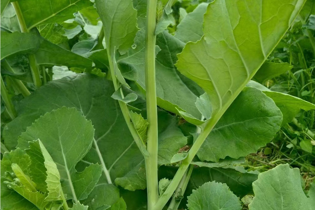 白雜1號 白雜1號
