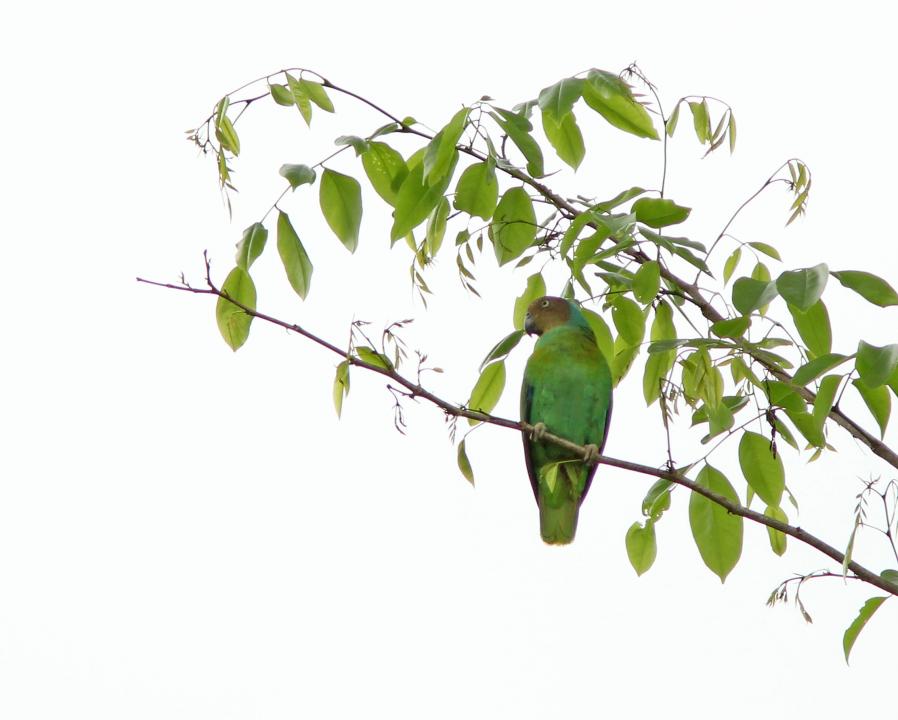 紅頰鸚鵡哈馬黑拉島亞種