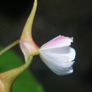 Begonia hondurensis