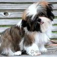 賽珠犬 賽珠犬