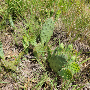 Opuntia macrorhiza