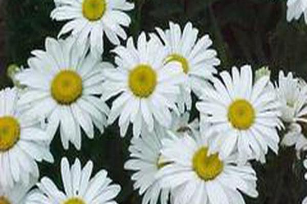 Leucanthemum × superbum \x27Snow Lady\x27 Leucanthemum × superbum \x27Snow Lady\x27