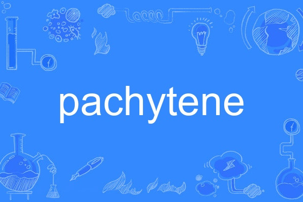 pachytene pachytene