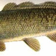 弓鰭魚 弓鰭魚