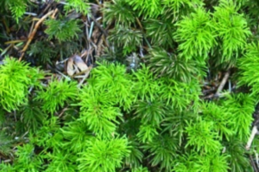 樹蘚屬 樹蘚屬