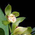 兔耳蘭(蘭科植物)