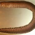 帶尾裸胸鯙 帶尾裸胸鯙