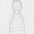 角版蟲