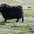 新疆氂牛