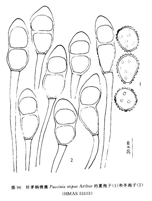 針茅柄鏽菌 針茅柄鏽菌