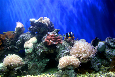 北海海底世界珊瑚