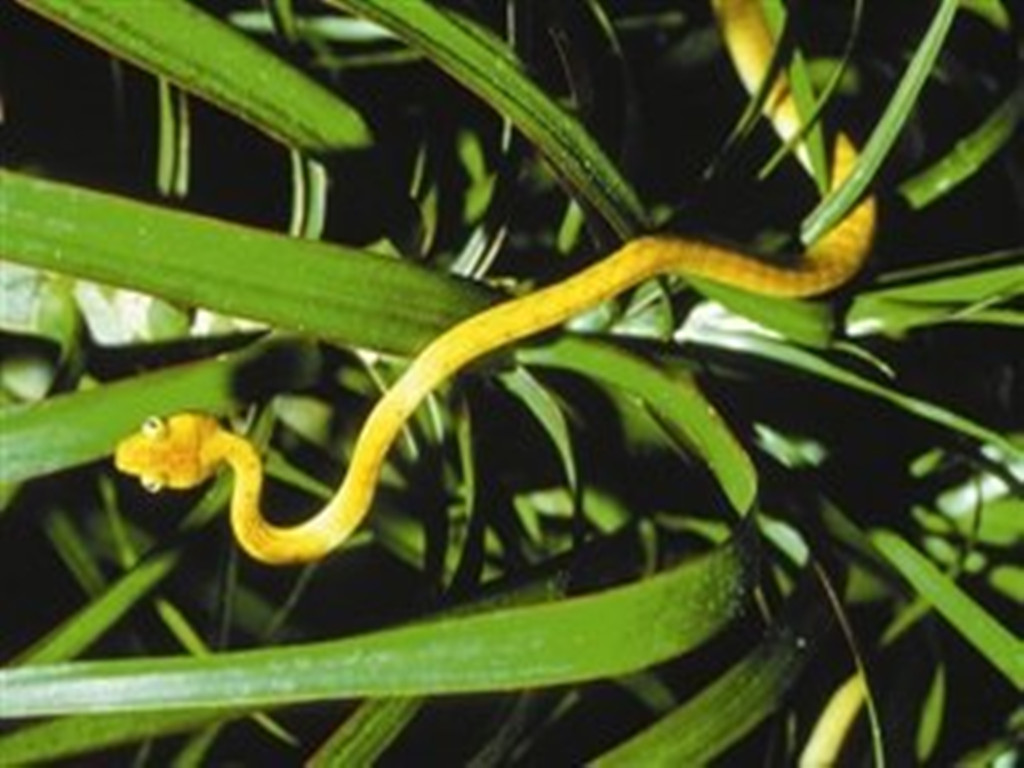 澳大利亞褐蛇