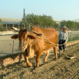 台灣牛
