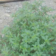 螞蟻菜(草本植物) 螞蟻菜(草本植物)