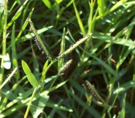露籽草屬 露籽草屬