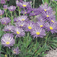蛇岩高山紫菀 蛇岩高山紫菀