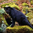 黑豹(panther)