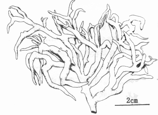 弓江蘺異枝變種吸盤變型的部分藻體