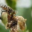 食蚜蠅跳小蜂