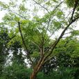 紫檀屬 紫檀屬