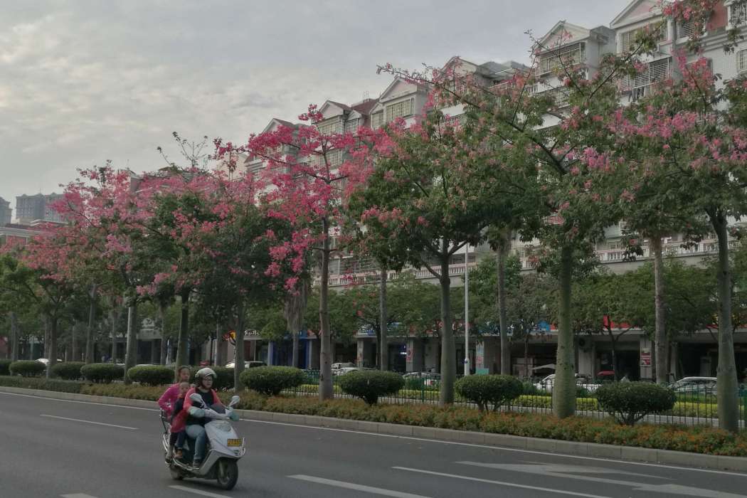 滄林路 滄林路