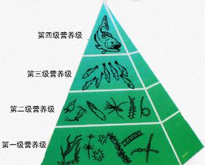 生態金字塔