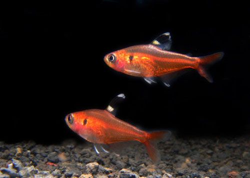 半身紅魚 半身紅魚