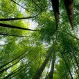 梨庵高竹 梨庵高竹