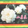 山茶花(吳雁澤演唱的歌曲) 山茶花(吳雁澤演唱的歌曲)