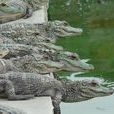安徽揚子鱷國家級自然保護區