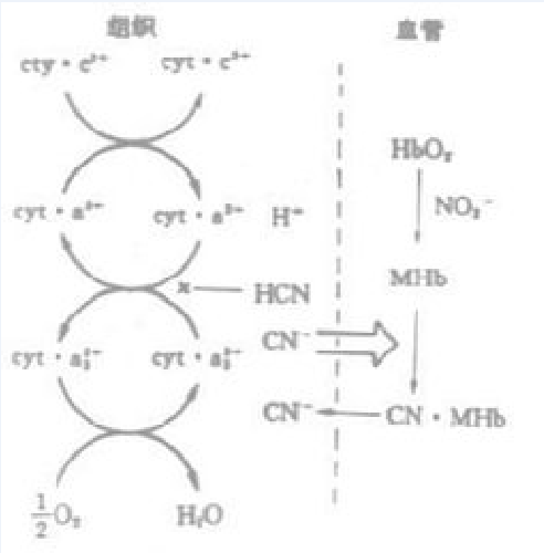 酸化作用 酸化作用